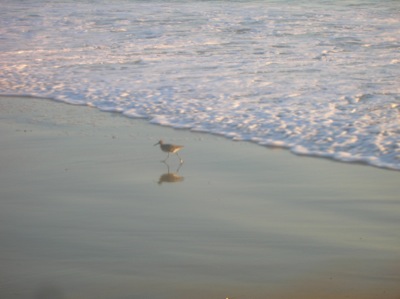 Sandpiper